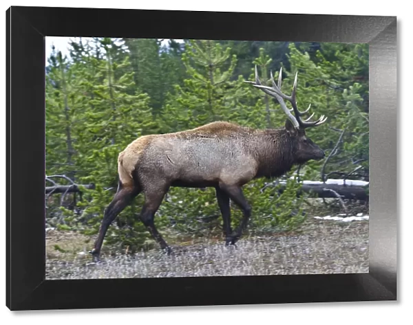 USA, Wyoming, Yellowstone National Park. West Thumb, male Elk