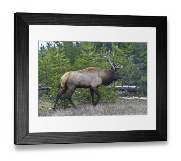 Framed Print : USA, Wyoming, Yellowstone National Park. West Thumb, male Elk Framed Print : USA, Wyoming, Yellowstone National Park. West Thumb, male Elk