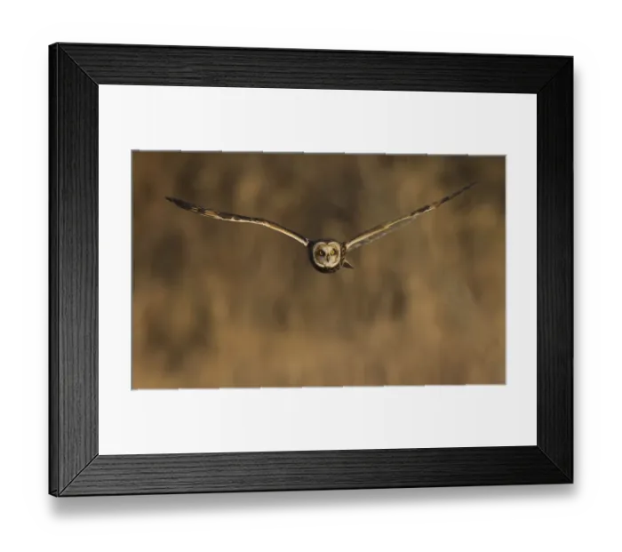 Framed Print : Short-eared owl hunting