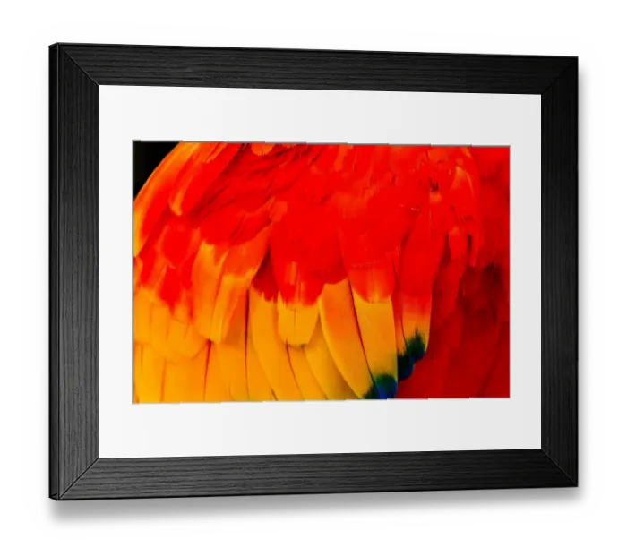 Framed Print : Close-up of scarlet macaw feathers Framed Print : Close-up of scarlet macaw feathers