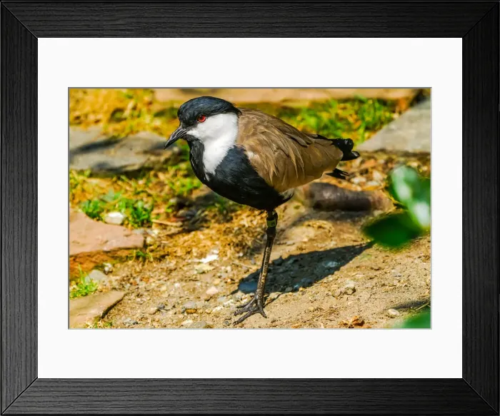 Framed Print : Spur-winged lapwing Framed Print : Spur-winged lapwing
