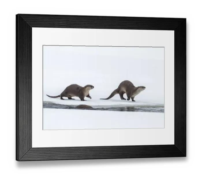 Framed Print : USA, Wyoming, Grand Teton National Park. River otters on snow Framed Print : USA, Wyoming, Grand Teton National Park. River otters on snow