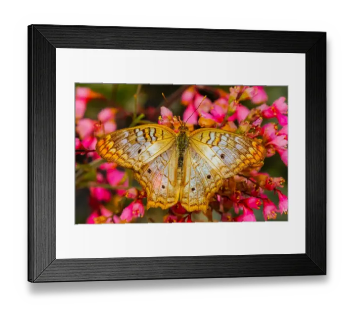 Framed Print : White peacock butterfly, Seattle, Washington State Framed Print : White peacock butterfly, Seattle, Washington State