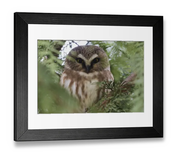 Framed Print : Northern saw-whet owl Framed Print : Northern saw-whet owl