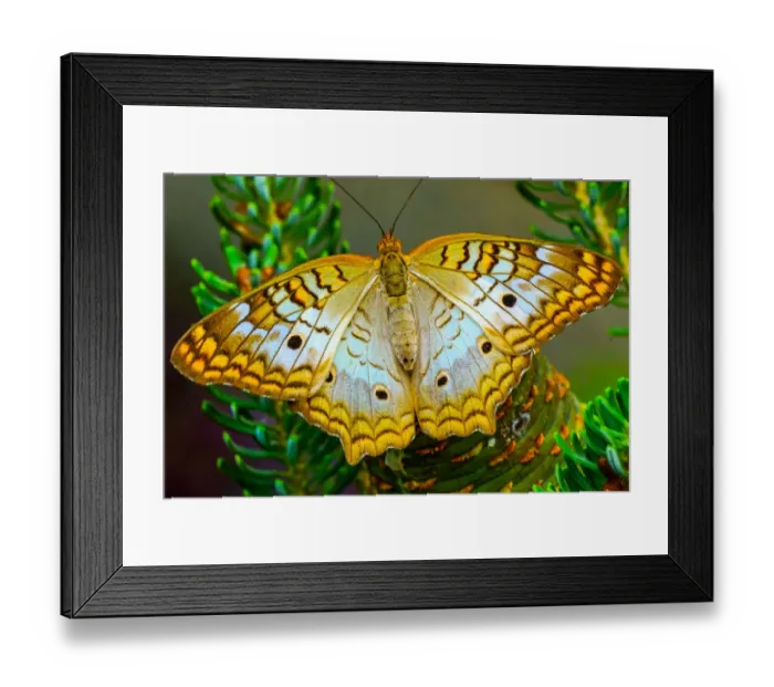 Framed Print : White peacock butterfly, Seattle, Washington State