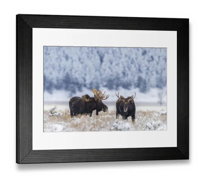 Framed Print : USA, Wyoming, Grand Teton National Park. Bull moose in winter
