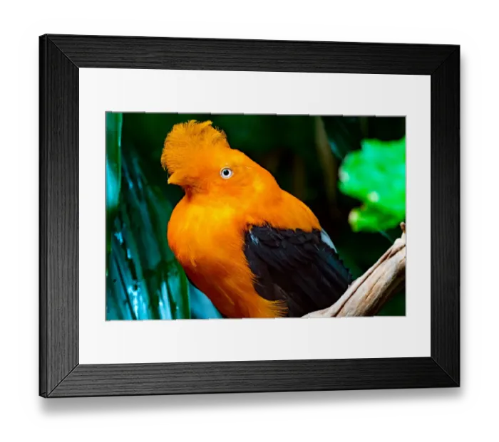Framed Print : Male Andean cock-of-the-rock. National Bird of Peru Framed Print : Male Andean cock-of-the-rock. National Bird of Peru