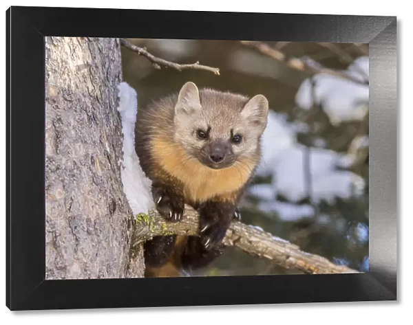 USA, Montana, Shoshone National Forest. Pine marten close-up in winter. Credit as