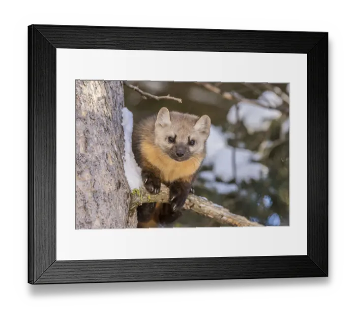 Framed Print : USA, Montana, Shoshone National Forest. Pine marten close-up in winter. Credit as Framed Print : USA, Montana, Shoshone National Forest. Pine marten close-up in winter. Credit as