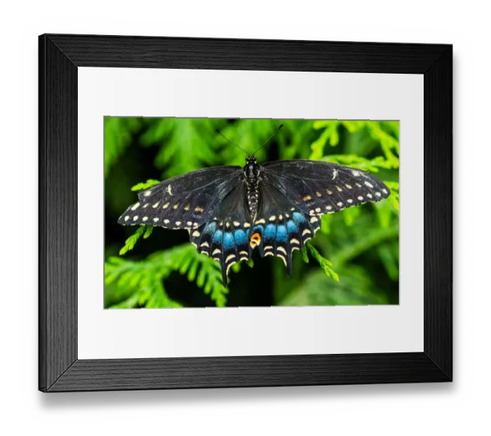 Framed Print : Black swallowtail butterfly. Seattle, Washington State Framed Print : Black swallowtail butterfly. Seattle, Washington State
