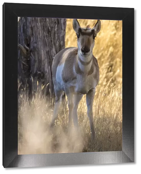 USA, Montana, Paradise Valley. Close-up of pronghorn antelope