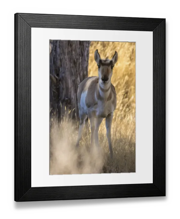 Framed Print : USA, Montana, Paradise Valley. Close-up of pronghorn antelope Framed Print : USA, Montana, Paradise Valley. Close-up of pronghorn antelope