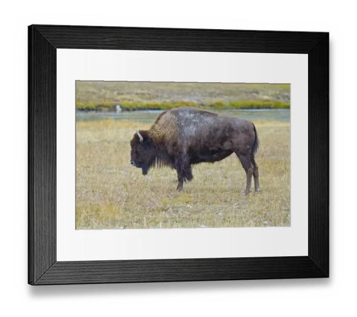 Framed Print : USA, Wyoming, Yellowstone National Park. Bison along Fountain Flat Drive