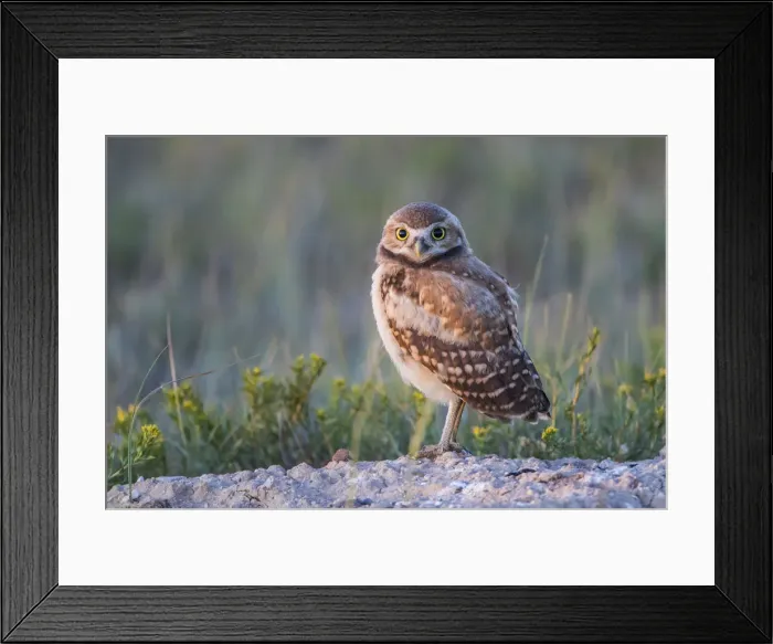 Framed Print : USA, Wyoming, Sublette County. Young Burrowing Owl standing at the edge of it s Framed Print : USA, Wyoming, Sublette County. Young Burrowing Owl standing at the edge of it s