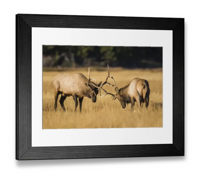 Framed Print : USA, Wyoming, Yellowstone National Park, two young bull elk spar in the autumn grasses