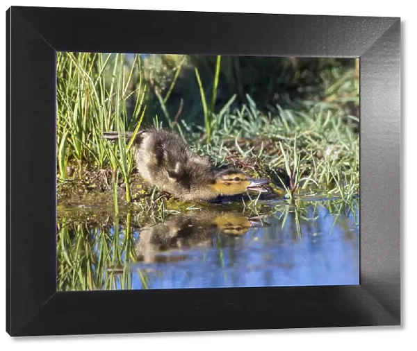 USA, Wyoming, Sublette County. Young duckling stretching alongside a small pond