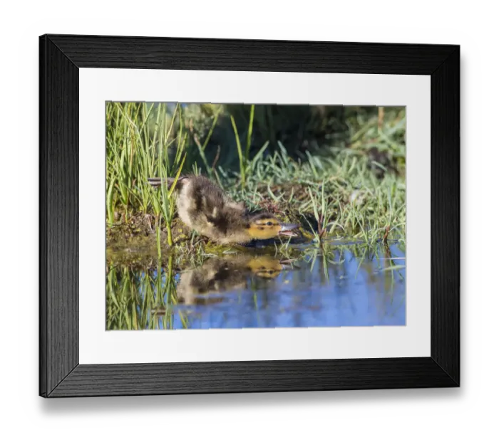 Framed Print : USA, Wyoming, Sublette County. Young duckling stretching alongside a small pond Framed Print : USA, Wyoming, Sublette County. Young duckling stretching alongside a small pond