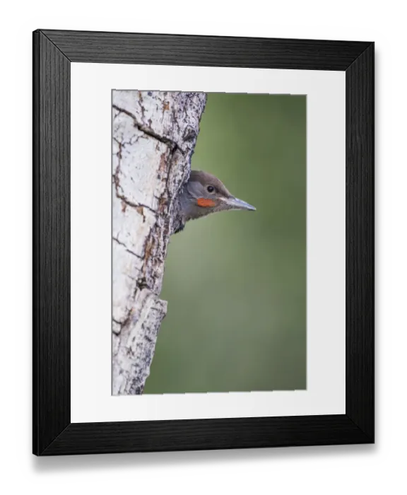 Framed Print : USA, Wyoming, Sublette County. Young male Northern Flicker peering from it s