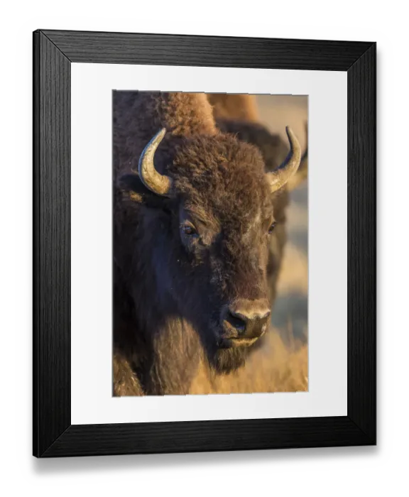 Framed Print : USA, Wyoming, Yellowstone National Park, a cow bison Framed Print : USA, Wyoming, Yellowstone National Park, a cow bison