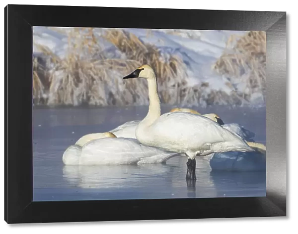 USA, Sublette County, Wyoming. group of Trumpeter Swans stands and rests on an ice-covered