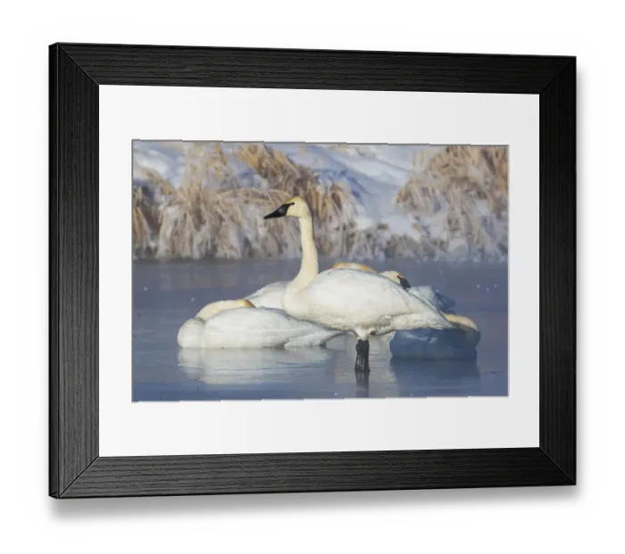 Framed Print : USA, Sublette County, Wyoming. group of Trumpeter Swans stands and rests on an ice-covered Framed Print : USA, Sublette County, Wyoming. group of Trumpeter Swans stands and rests on an ice-covered