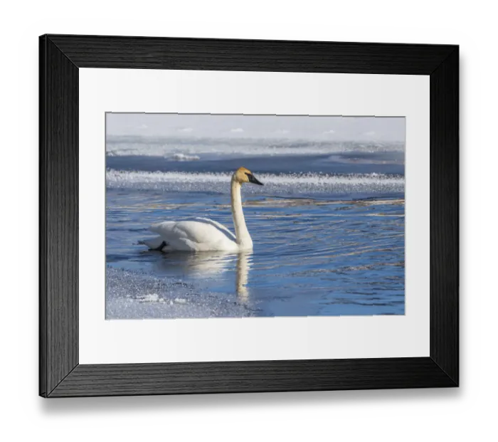 Framed Print : USA, Wyoming. Jackson Hole, Flat Creek, an adult Trumpeter Swan swims on a partially Framed Print : USA, Wyoming. Jackson Hole, Flat Creek, an adult Trumpeter Swan swims on a partially