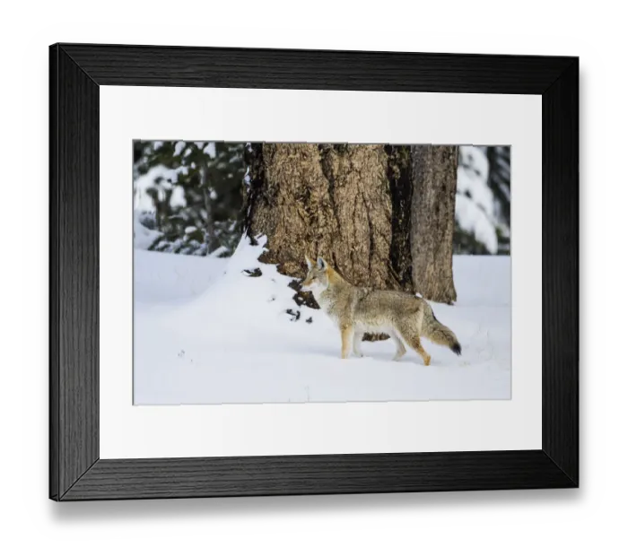 Framed Print : USA, Wyoming. Yellowstone National Park, coyote walks through the snow in winter Framed Print : USA, Wyoming. Yellowstone National Park, coyote walks through the snow in winter