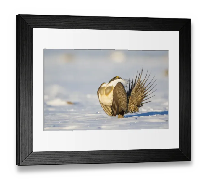 Framed Print : USA, Sublette County, Wyoming. Male Greater Sage Grouse is caught doing his courtship