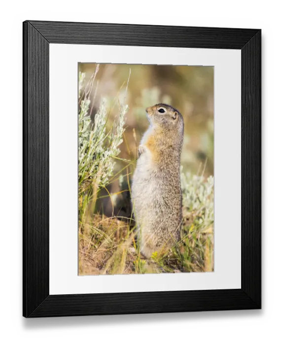 Framed Print : USA, Wyoming, Sublette County. Fat Uintah Ground Squirrel stands on its hind legs in the sagebrush