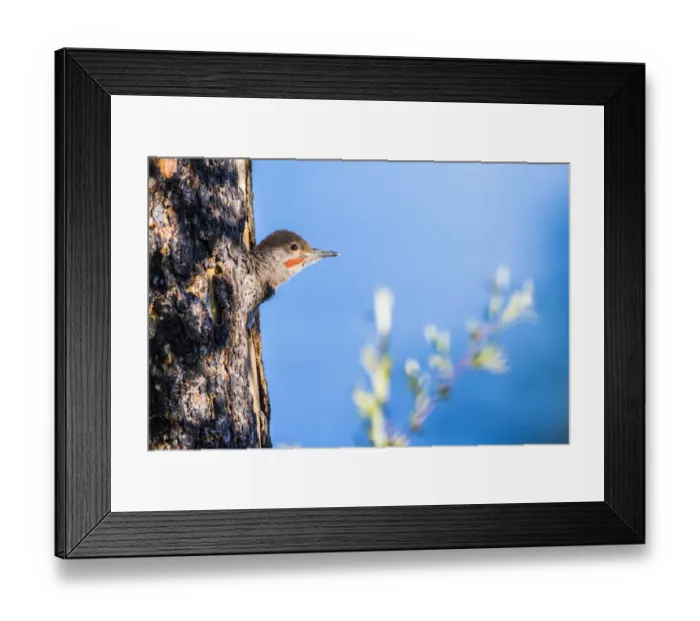 Framed Print : USA, Wyoming, Sublette County. Young male Northern Flicker peering from it s Framed Print : USA, Wyoming, Sublette County. Young male Northern Flicker peering from it s