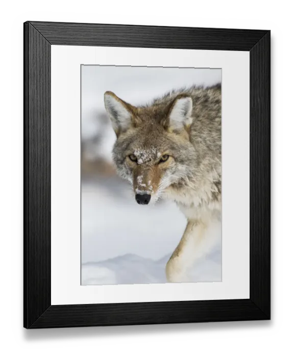 Framed Print : USA, Wyoming, Yellowstone National Park, a coyote walking along the a snowy river Framed Print : USA, Wyoming, Yellowstone National Park, a coyote walking along the a snowy river