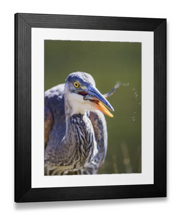 Framed Print : USA, Wyoming, Yellowstone National Park, Madison River, Great Blue Heron catches Framed Print : USA, Wyoming, Yellowstone National Park, Madison River, Great Blue Heron catches