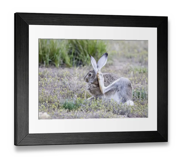 Framed Print : USA, Wyoming, Sublette County. White-tailed Jackrabbit scratches behind its ear Framed Print : USA, Wyoming, Sublette County. White-tailed Jackrabbit scratches behind its ear