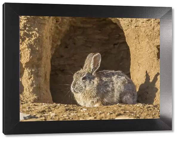 USA, Lincoln County, Wyoming. Cottontail Rabbit sits in front of its den creating