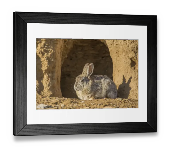 Framed Print : USA, Lincoln County, Wyoming. Cottontail Rabbit sits in front of its den creating Framed Print : USA, Lincoln County, Wyoming. Cottontail Rabbit sits in front of its den creating