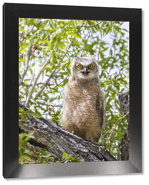 USA, Lincoln County, Wyoming. Recently branched Great Horned Owl chick sits on a cottonwood branch