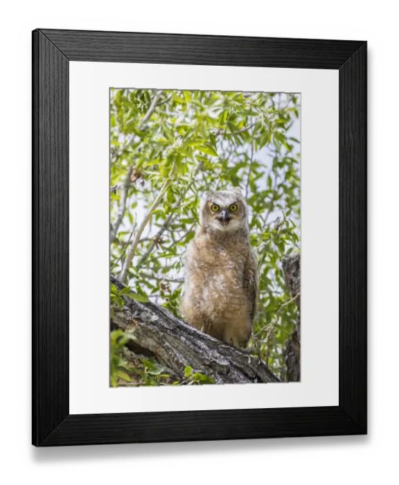 Framed Print : USA, Lincoln County, Wyoming. Recently branched Great Horned Owl chick sits on a cottonwood branch Framed Print : USA, Lincoln County, Wyoming. Recently branched Great Horned Owl chick sits on a cottonwood branch
