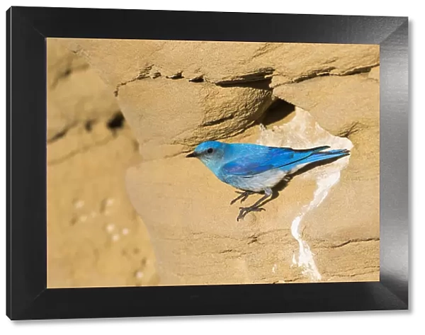 USA, Wyoming, Sublette County. Male Mountain Bluebird leaves the nest sight in a
