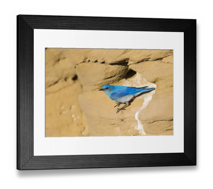 Framed Print : USA, Wyoming, Sublette County. Male Mountain Bluebird leaves the nest sight in a Framed Print : USA, Wyoming, Sublette County. Male Mountain Bluebird leaves the nest sight in a