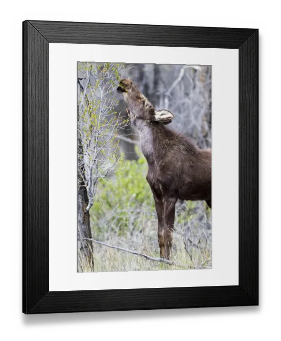 Framed Print : USA, Wyoming, Sublette County. Yearling moose calf reaches for leaves in springtime Framed Print : USA, Wyoming, Sublette County. Yearling moose calf reaches for leaves in springtime