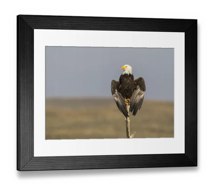 Framed Print : USA, Wyoming, Sublette County. Adult Bald Eagle perching on a snag at Soda Lake Framed Print : USA, Wyoming, Sublette County. Adult Bald Eagle perching on a snag at Soda Lake