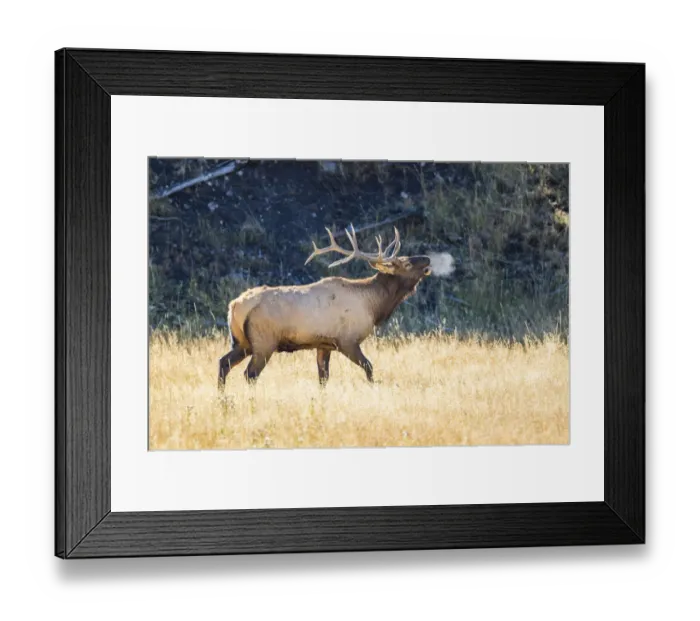 Framed Print : USA, Wyoming, Yellowstone National Park, Bull elk bugles in the crisp autumn air Framed Print : USA, Wyoming, Yellowstone National Park, Bull elk bugles in the crisp autumn air