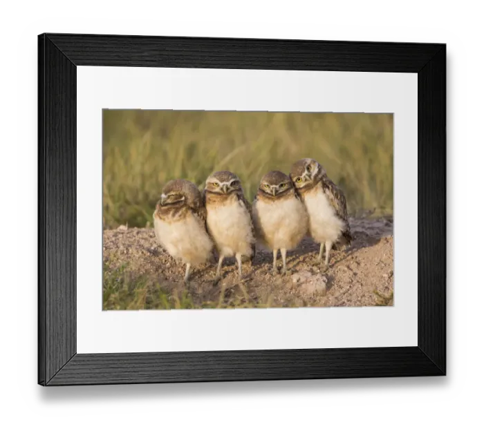 Framed Print : USA, Wyoming, Sublette County. Four Burrowing Owl chicks stand at the edge of their Framed Print : USA, Wyoming, Sublette County. Four Burrowing Owl chicks stand at the edge of their