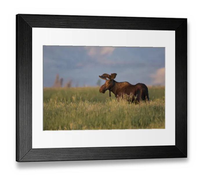 Framed Print : USA, Wyoming, Sublette County. Bull moose stands in tall grasses at evening light Framed Print : USA, Wyoming, Sublette County. Bull moose stands in tall grasses at evening light