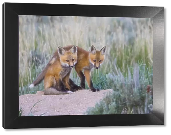 USA, Wyoming, Sublette County. Two young fox kits playing at their den site