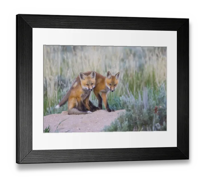 Framed Print : USA, Wyoming, Sublette County. Two young fox kits playing at their den site Framed Print : USA, Wyoming, Sublette County. Two young fox kits playing at their den site