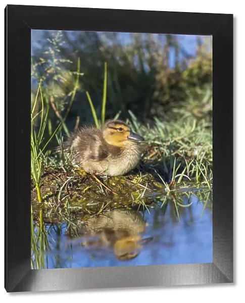 USA, Wyoming, Sublette County. Young duckling resting on a mud flat island while