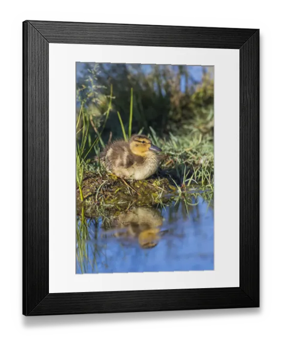 Framed Print : USA, Wyoming, Sublette County. Young duckling resting on a mud flat island while Framed Print : USA, Wyoming, Sublette County. Young duckling resting on a mud flat island while