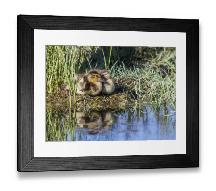 Framed Print : USA, Wyoming, Sublette County. Two ducklings sit on the edge of an island taking a nap Framed Print : USA, Wyoming, Sublette County. Two ducklings sit on the edge of an island taking a nap