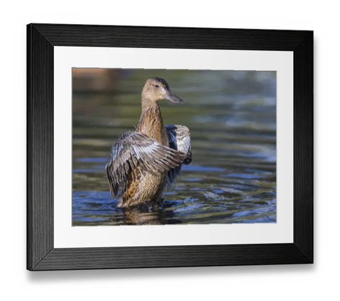 Framed Print : USA, Wyoming, Sublette County. Cinnamon Teal stretches its wings on a pond